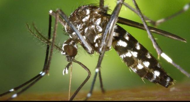 Dengue Control Programs in 61 MOH offices